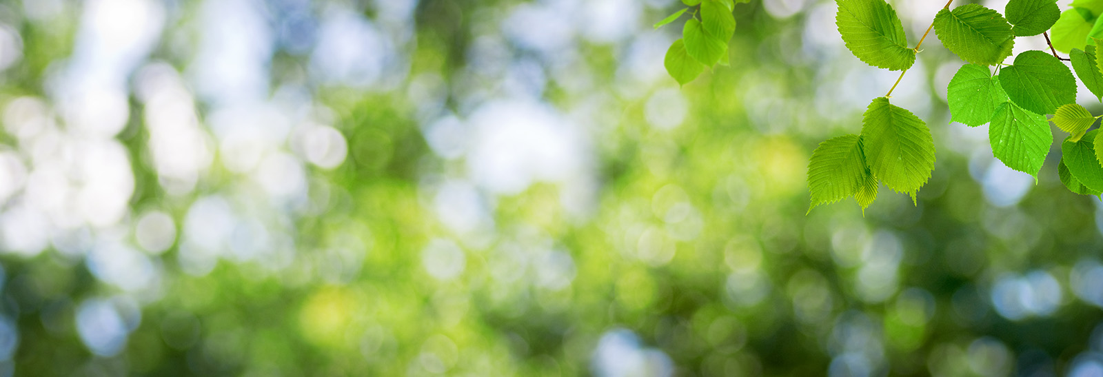 Leaves and sky obscured in the distance with a few crisp, clear leaves in the foreground